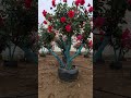 Flowers grown in UV-resistant high-intensity growing bags #nursery #growbags #farm #flowers #garden