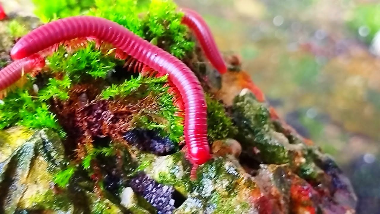 From Forest to Pet: The Fascinating World of Pet Millipedes