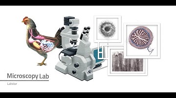Labster Virtual Lab: Microscopy Simulation