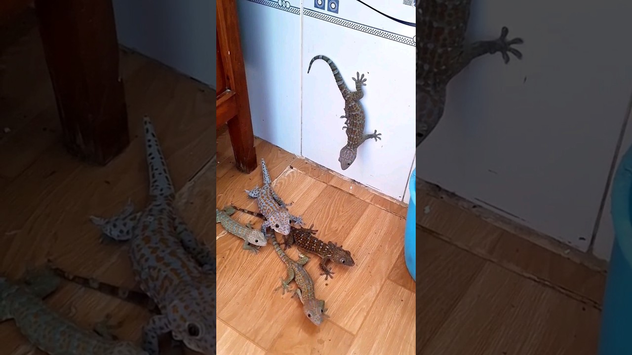 A clear closeup of Chameleons eating crickets. shorts 