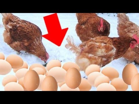 Video: Ինչպե՞ս հավեր բուծել շերտերի և ձվաբջիջների տնակում, ամռանը PM- ում (որտեղից սկսել, ցեղատեսակները, կողմ և դեմ կողմերը և այլն):