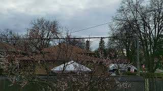 American Robin Giving an Intruder Alarm Call in a Blooming Apricot Tree in Toronto 