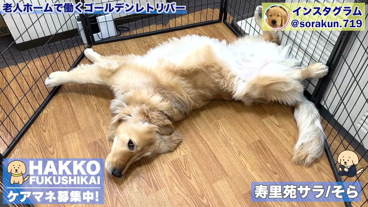 ダイナミックに寝るゴールデンレトリバー - YouTube