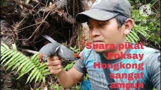 Suara pikat  ampuh poksay Mandarin. suara pikat sibahue . suara pikat eko eko