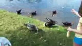 Feeding The Duck My Daughter And Our Friends