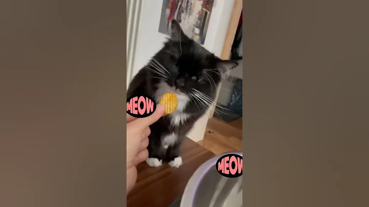 Watch the video about 🤮 CAT GAGS ON POTATO CHIP - Cat Slap - Funny Cat Videos - Talking Cat Video