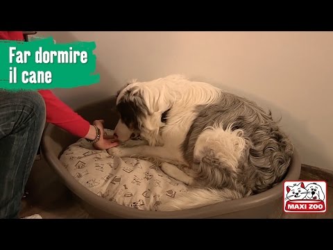 Video: Come Far Addormentare Un Cane A Casa?