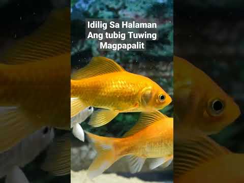 Video: Ang pinakakaraniwang halamang tubig-tabang