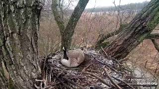 Decorah Eagle Nest - Mother Goose Lays Her First Egg - 3\/24\/22