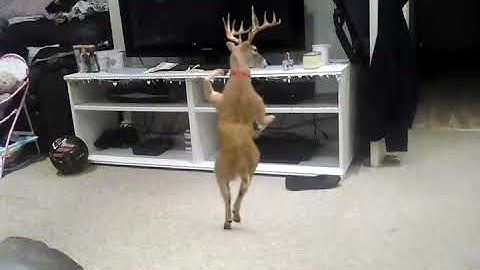 Christmas festive render