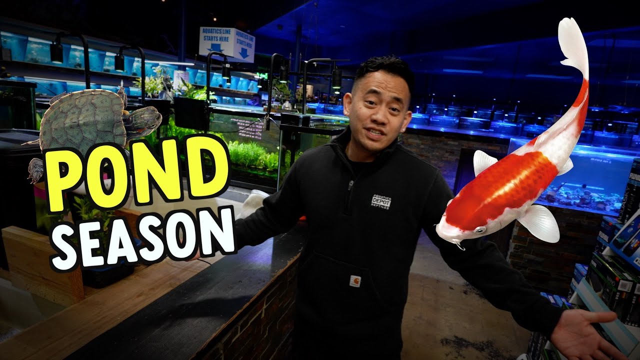 IT'S POND SEASON! KOIS, TURTLES & MORE!
