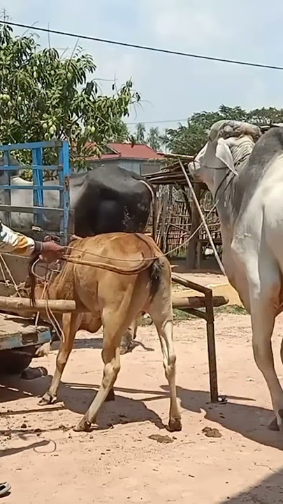 The cow's temperament is out again ត្រពាំងចក