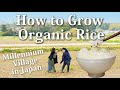 How to Grow Organic Rice - Millennium Village in Japan - Part 1