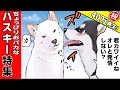 【第1弾】ドジっ子でおバカなハスキーまとめ【世界の終わりに柴犬と】