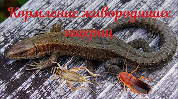 Подробно о кормлении живородящих ящериц (версия 2).