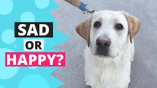 Why do Labradors Always Look Sad? by Labrador Care 3,129 views 2 years ago 2 minutes, 27 seconds