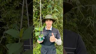 Forests Are Slowly Dying