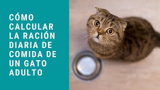 Cómo calcular la ración de comida de un gato adulto en la dieta BARF