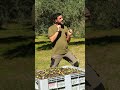 quando è meglio portare le olive in frantoio?