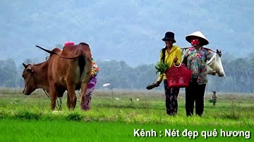 Khi chiều buông xuống trên cánh đồng lúa mới - Phnom Pi, Châu Lăng, Tri Tôn, An Giang 31/12/2020