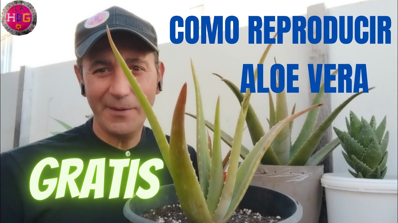 Cmo Reproducir El Aloe Vera / Sbila Gratis - Funciona ,Reproduce El Aloe  Vera Por Hijuelos.