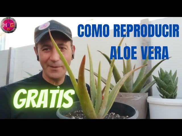 Cmo Reproducir El Aloe Vera / Sbila Gratis - Funciona ,Reproduce El Aloe  Vera Por Hijuelos. - YouTube
