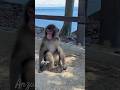 お久しぶりのアンズちゃんです。#淡路島モンキーセンター #ニホンザル #cute