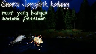 Download lagu CLEAR NECKLACE CRICKET