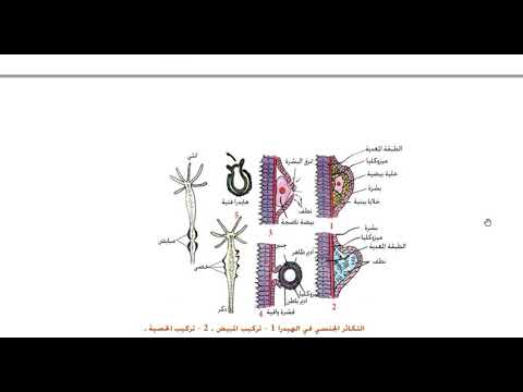 تصنيف الكائنات حسب مجاميعها الكروموسومية ومقارنات وتعاليل التكاثر في البلاناريا