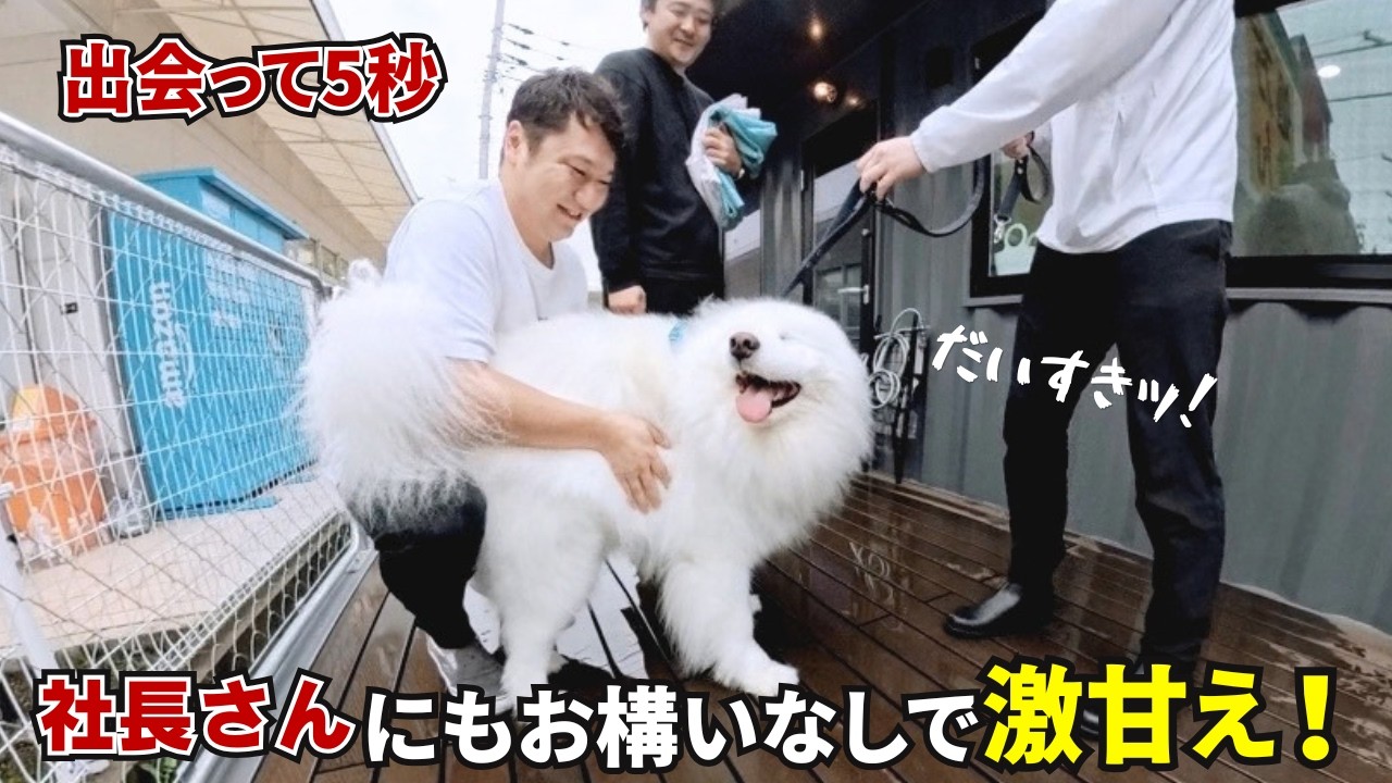 出会って5秒で激甘えしに行くサモエドが可愛すぎましたw - YouTube