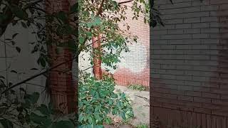 Cenário  Real de Left 4 Dead em São  Paulo
