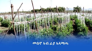 ፀገማት ምትእስሳር ዕዳጋን እታወታትን ንመፍረይነትና ዕንቅፋት ኾይኖምና- ኣብ መስኖ ዝተዋፈሩ ሓረስቶት ራያ ኣላማጣ