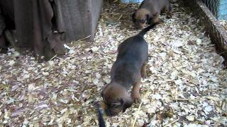 4 week pups 014.AVI