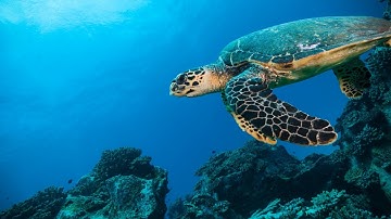 Andy Sharpless: 5 Things You Need to Know About Our Oceans | Oceana