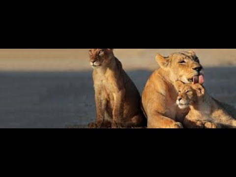 Top 10 animais