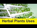 Herbal plants which can be easily grown at home and thier uses