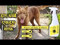 Vetsafe&#39;s Pet Stain &amp; Odour Remover (बिना पानी साबुन के दाग धब्बे गायब) Remove Stains Easily