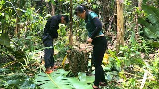 5 ngày vào sâu trong rừng rậm nhiệt đới tìm sản vật tự nhiên đem bán,cuộc sống hành ngày mẹ đơn thân