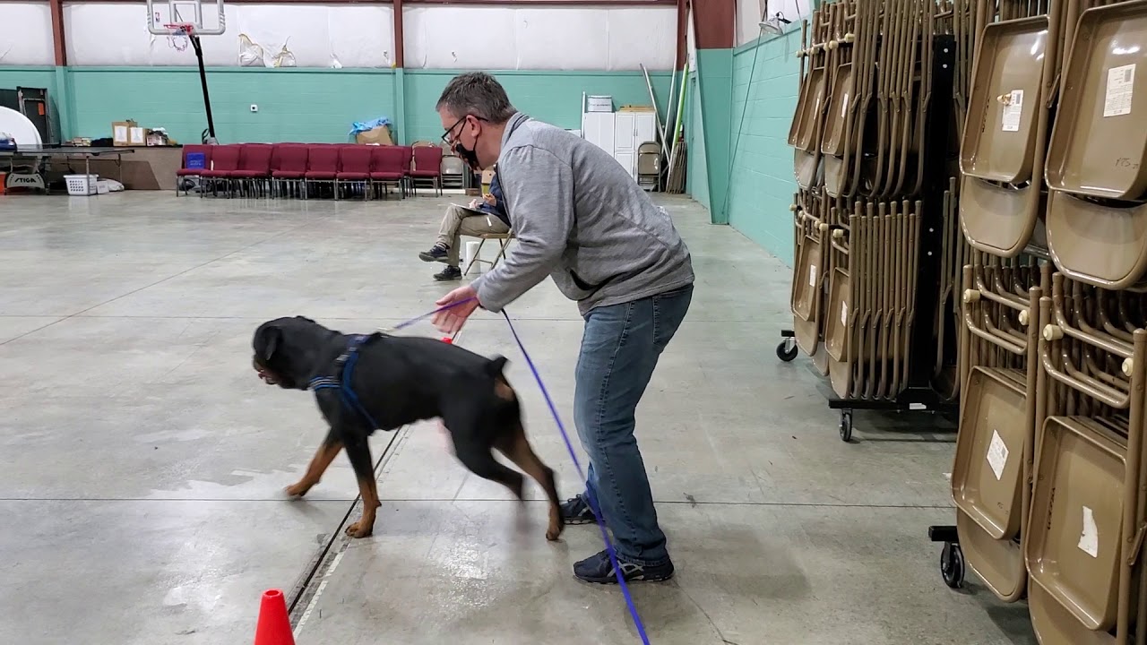 Oskar Rottweiler NACSW ORT - clove 11/1/2020