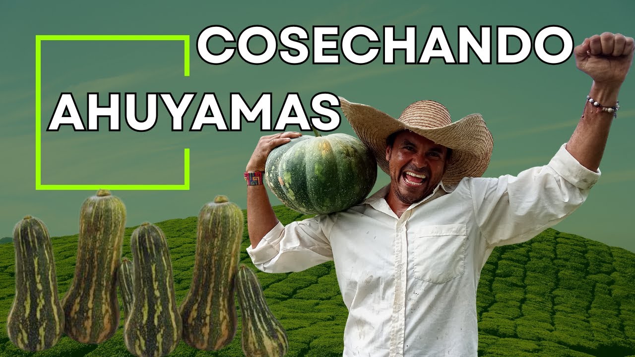 ¡Llegó la cosecha! Ahuyamas listas para recolectar 🎃
