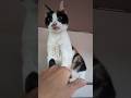 触れさせねーニャン#猫#cat#可愛い#三毛猫#Short