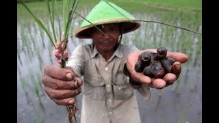 Bisnis Keong Sawah, Pria Ini Raup Omzet Rp 18 Juta PerBulan