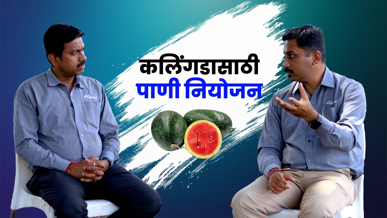 कलिंगड पिकासाठी पाण्याचं परफेक्ट नियोजन कसं करावं? #agrostar #watermelon #watermanagement