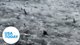 Jaws on steroids! Louisiana fishermen stumble on shark feeding frenzy | USA TODAY