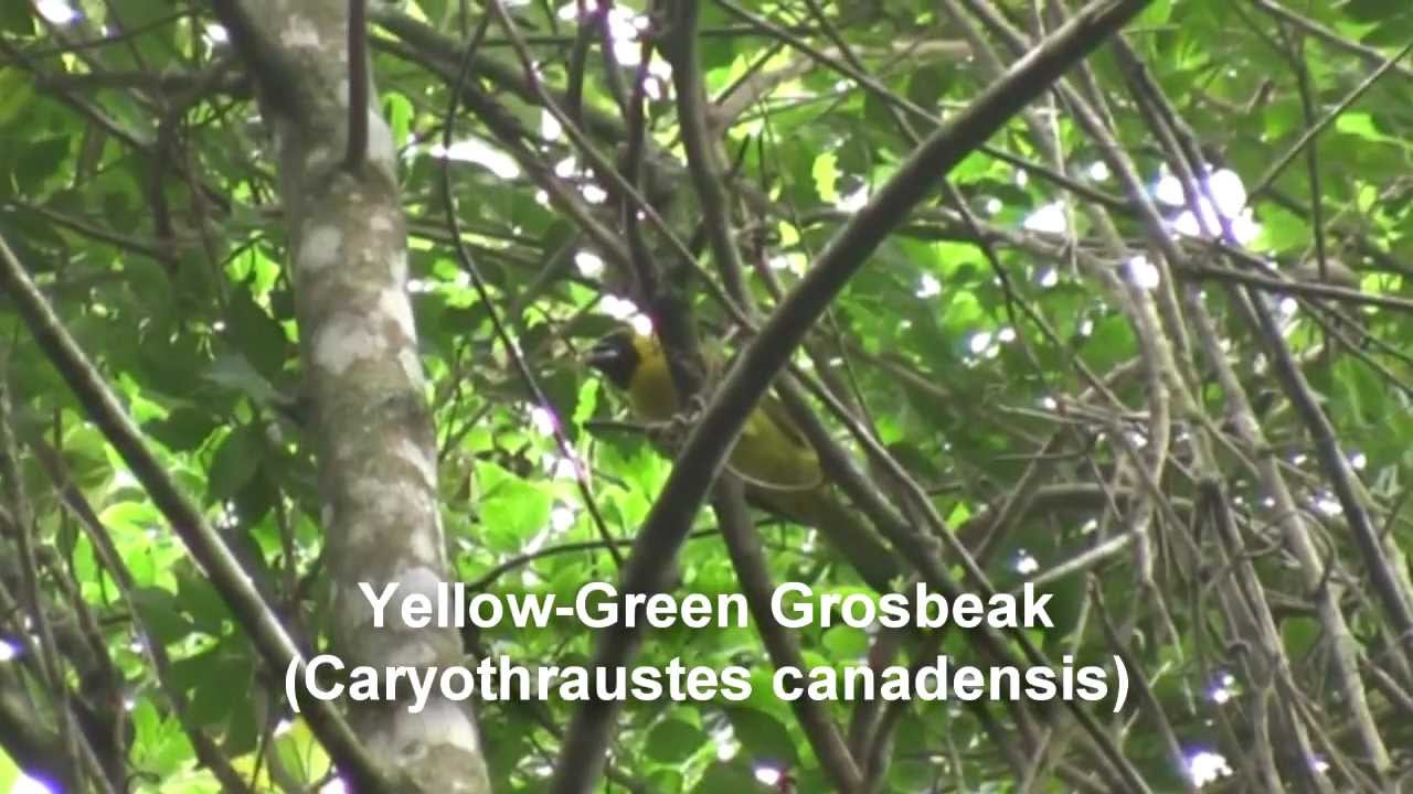 Yellow-Green Grosbeak (Caryothraustes canadensis) 