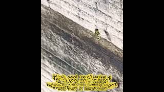 #insects #insectslovers #wasp #wasps #flyinginsects #insectworld #insectshorts #insecthunter