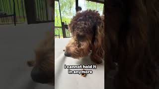 I CANNOT hold it in anymore #puppy #goldendoodle #funnydog