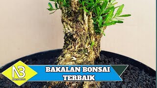 DERETAN BAKALAN  BONSAI TERBAIK UNTUK PEMULA