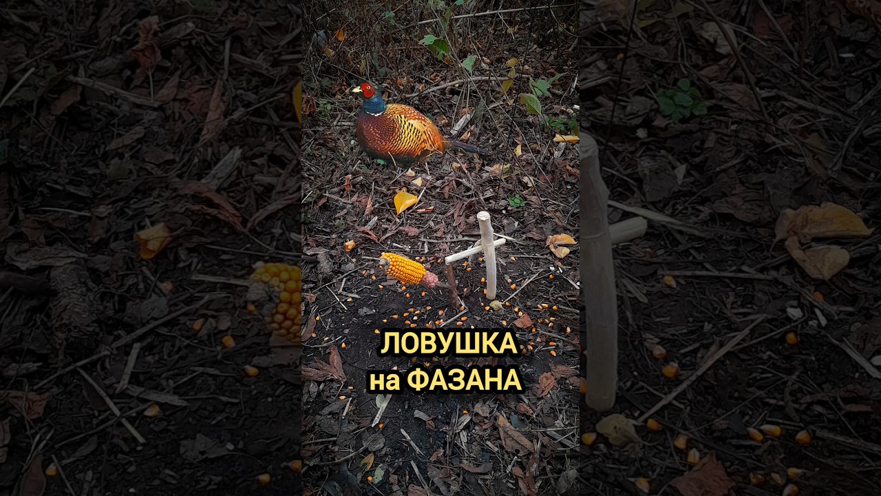 ЛОВУШКА НА ФАЗАНА