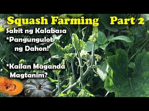 v66: How to Grow Squash Part2: Squash Diseases Prevention and Best Planting Season of Squash.